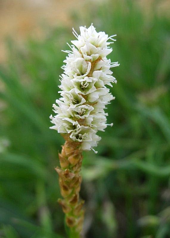 Bistorta vivipara (=Polygonum viviparum) / Poligono viviparo